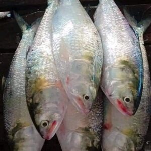 5 পিস 5 কেজি 2900 টাকা