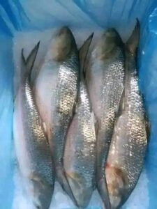 ৮ পিস মাছে ৫ কেজি ১৯০০ টাকা